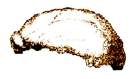 Drawing of fossilized scullcap of Neanderthal 1. (Click on image to view larger.)
